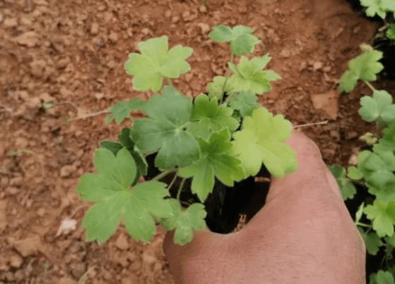 当大花飞燕草小苗的叶子长到,盖住育苗盆口的时候,就可以换更大的育苗