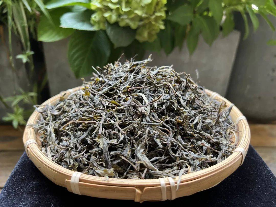 老徐鉴茶第544期2022头春冰岛地界古树茶味饱满厚重茶汤浓稠细腻