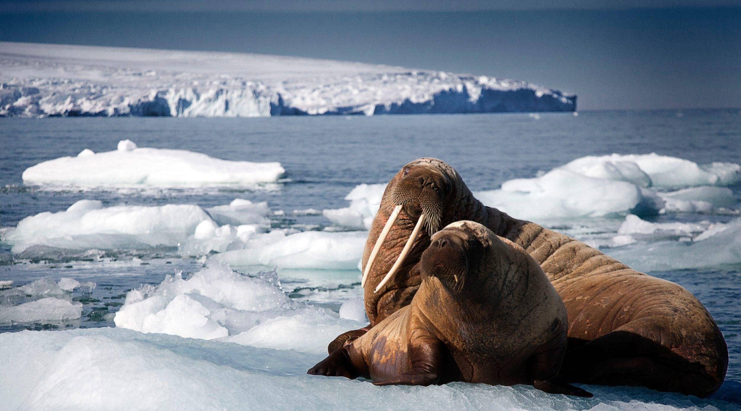 冰岛曾有独立的海象物种,后被维京人灭绝_研究_象牙_北欧