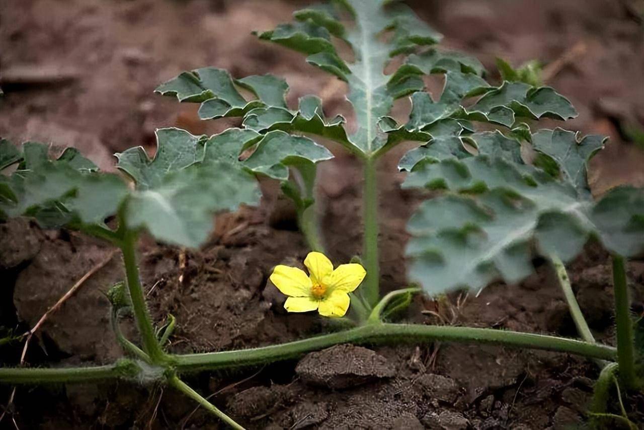 提高无籽西瓜坐果率有妙招_授粉_雄花_雌花