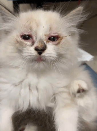 我以为小奶猫只是感冒,没想到是"幼猫杀手"_猫咪_免疫_症状