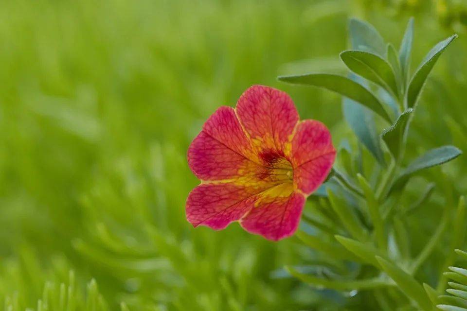 名创优品掉进“假洋鬼子”漩涡,伪日企身份被揭穿-家电圈官网