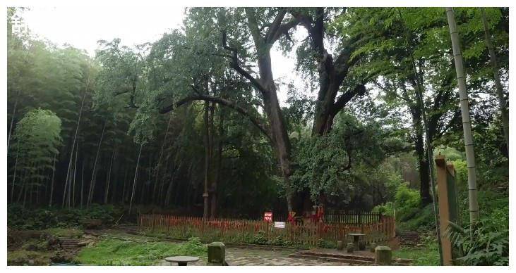安徽马鞍山：树龄最长的古银杏树，旁边还有座废弃的寺院