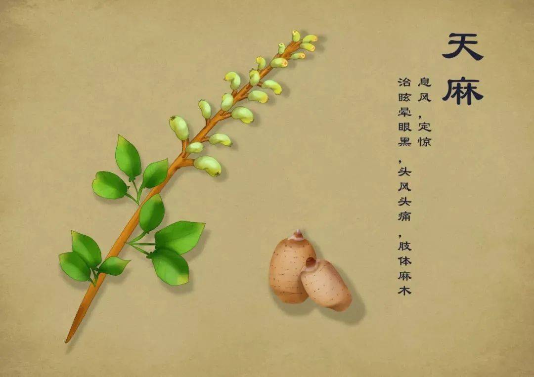 惊气风痫治小儿.头眩眼黑医衰老,御风草似有参差.