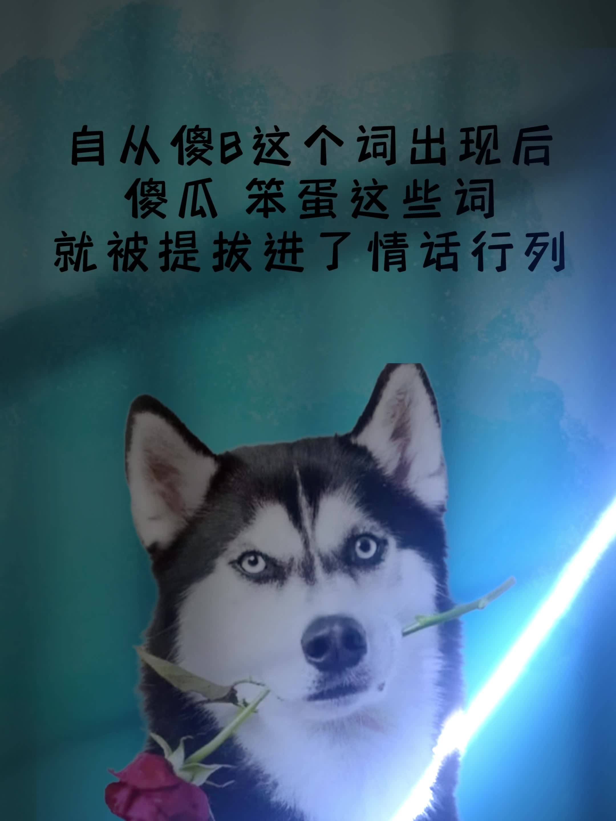 自从傻B这个词出现后,傻瓜 笨蛋这些词,就被提拔进了情话行列。