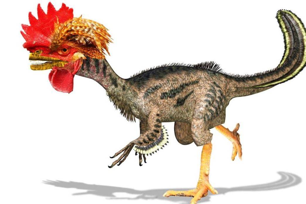 恐龙并没有灭绝,恐龙和鸡真的有亲缘关系?真实答案颠覆认知