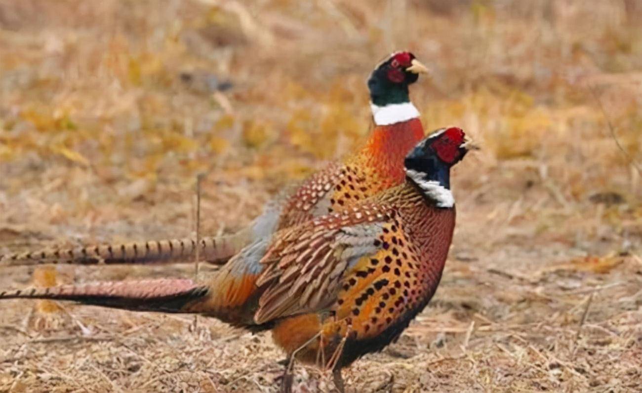 东北野鸡泛滥成灾,糟蹋庄稼农民却不敢惹,有关部门应该管管吗?