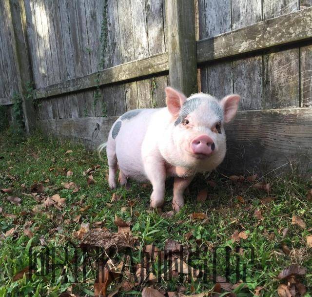 ig上三只宠物猪被主人打造成网红_hank_姐弟_美国的