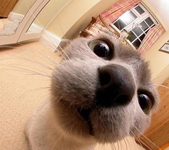 萌宠猫咪自拍黑照,美图秀秀都救不回来