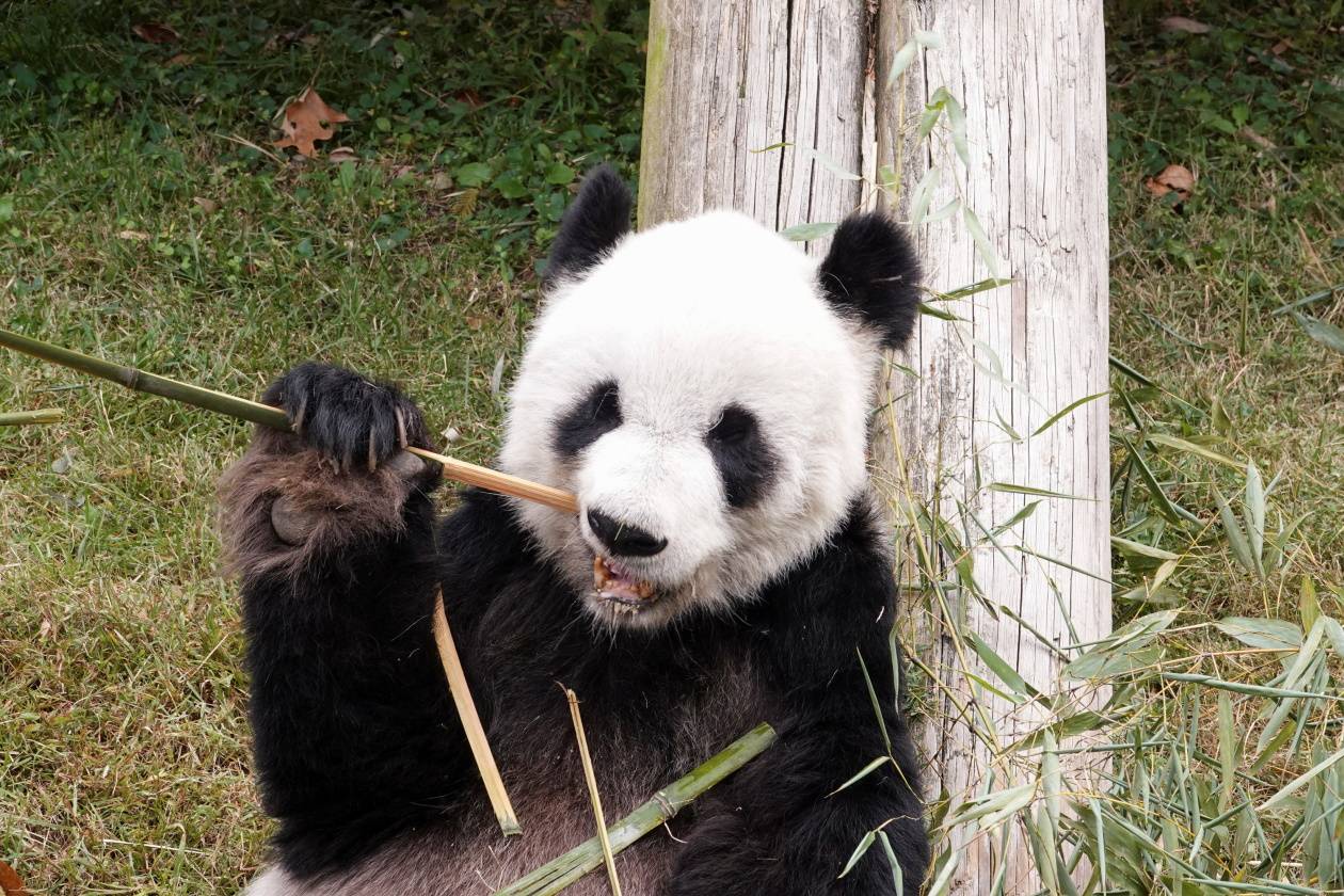 美众议员企图拒将在美出生大熊猫归还中国 – 格局新闻网 Solace Media