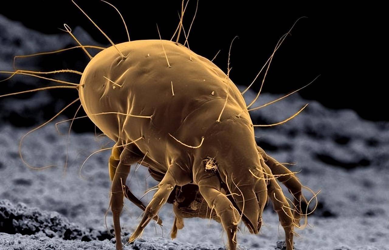 尘螨和粉螨在家居生活中较为常见,它们能导致人患上皮肤和呼吸道疾病.