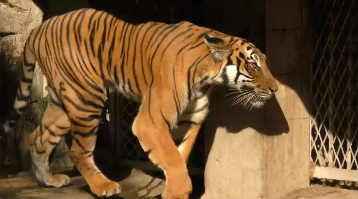 是一种蚂蚁把新疆虎给啃灭绝了？它消失的真正原因是什么？_搜狐网