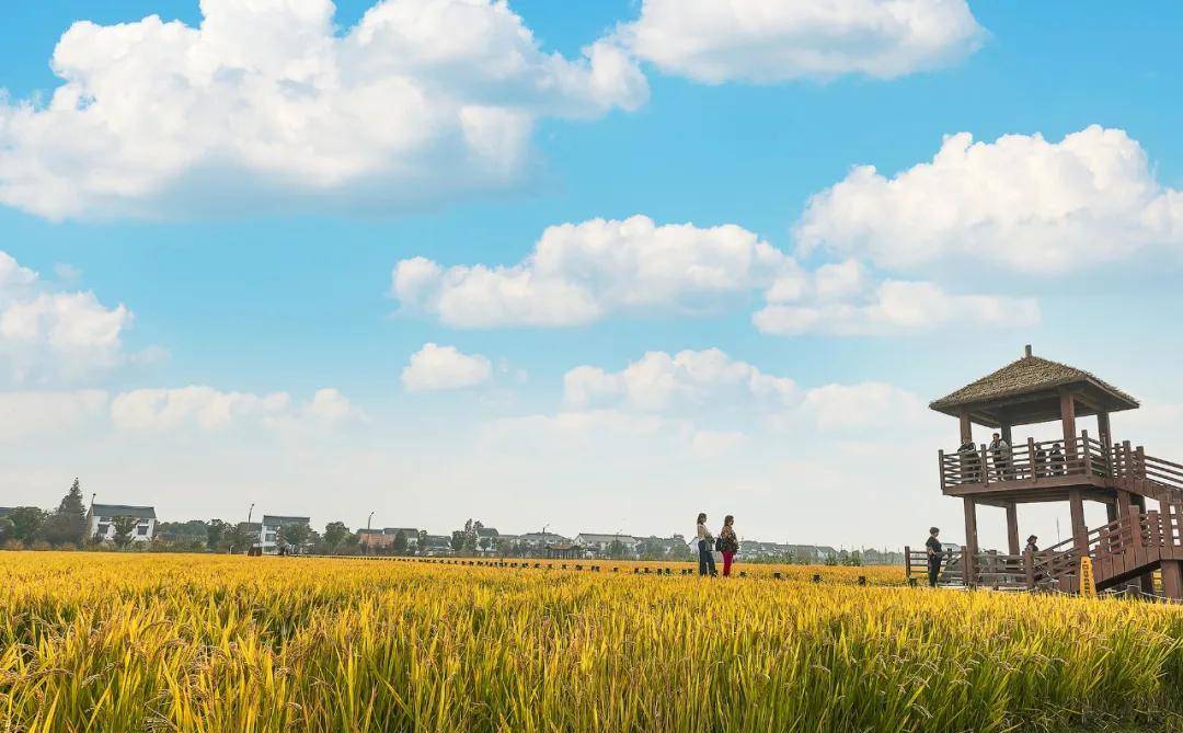 正在为这座"吴门第一镇",共同构筑起"稻香小镇"的"生命基因"