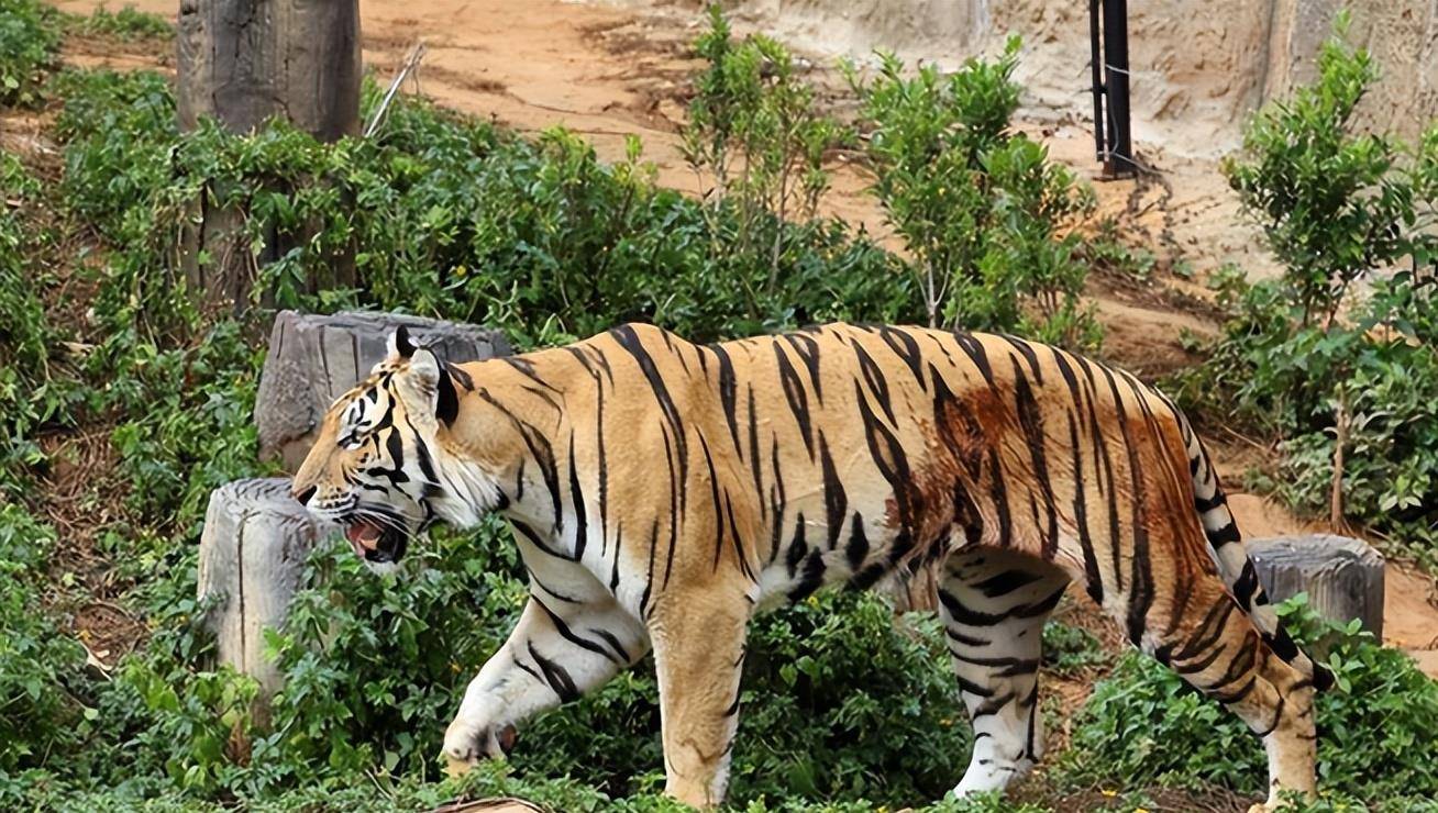 印度"食人虎",8年流窜两国吃掉436人,被击杀后才知它吃人原因_村民