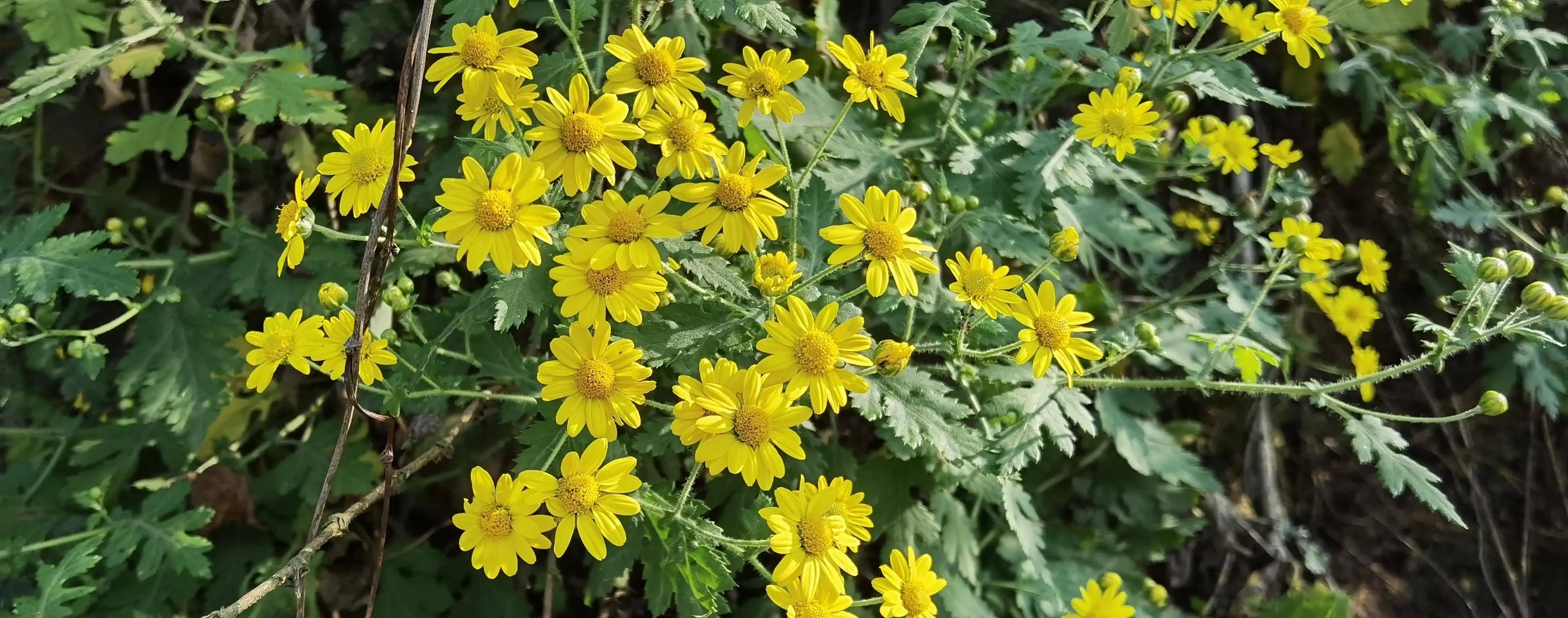 野菊花爆满山坡形成花海,游客:赏菊何需去景区,路边野花等你采