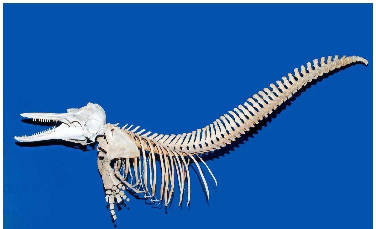 鲸鱼骨头结构图片