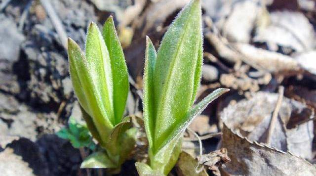 野菜鸭嘴菜图图片