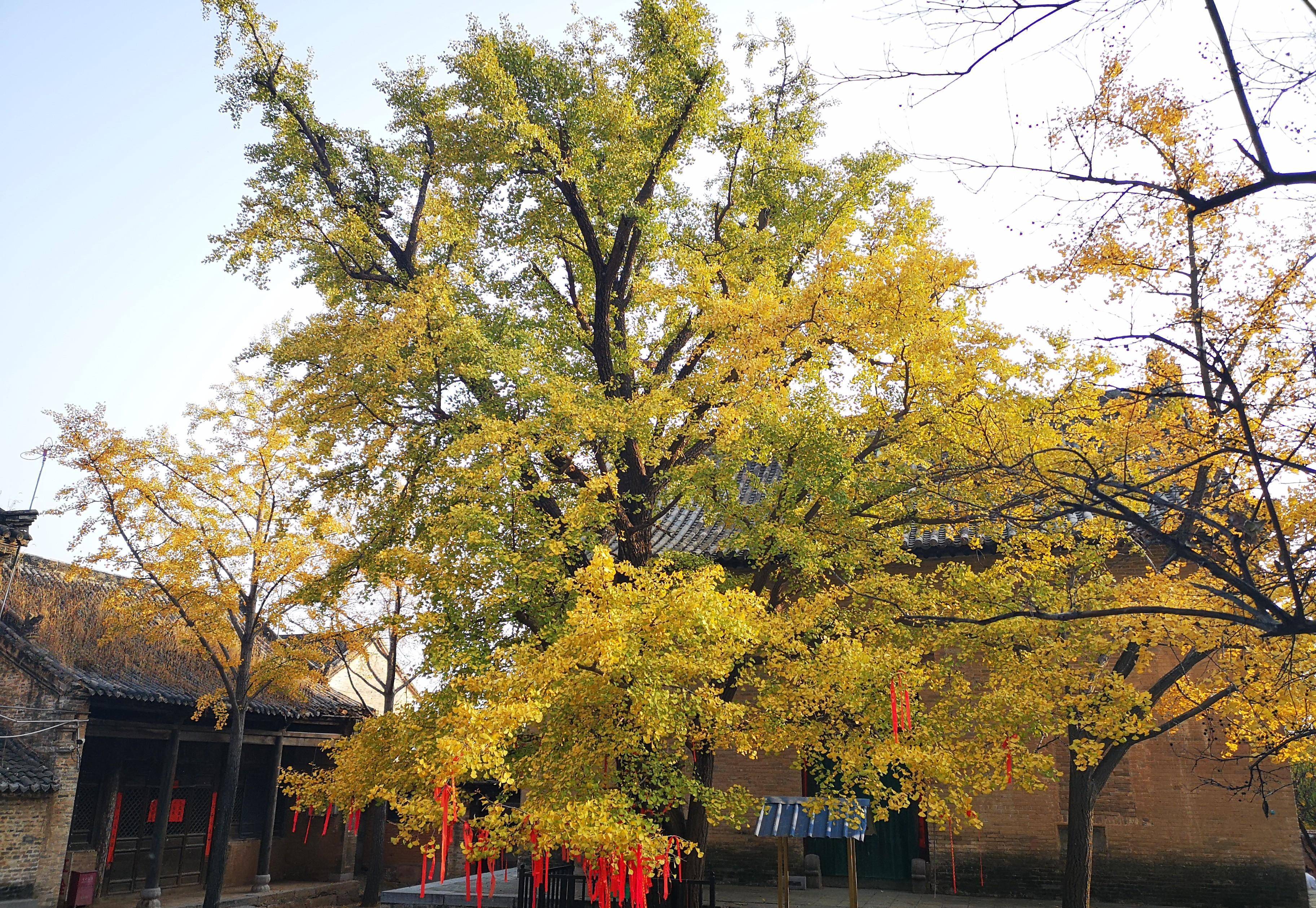 距离郑州一小时车程,辉县白云寺的千年银杏树,已进入最佳观赏期