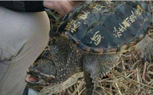 这只鳄龟不仅块头很大,行动能力也和一般的乌龟不一样,动作十分敏捷.