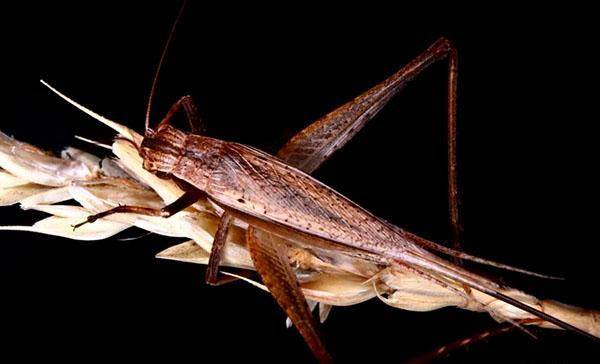 sbike动植物百科:最常见,叫声最好听的十大宠物鸣虫