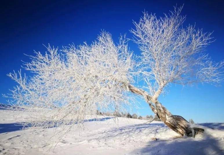 小雪時節迎小雪,濟南的小夥伴兒要痛快玩雪一定來這裡_雪地_挑戰_東北