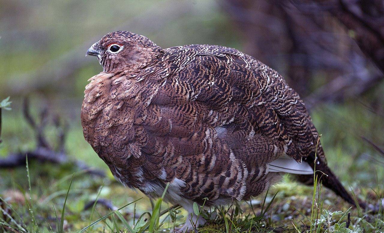 总之,雷鸟的一切,行为,外貌,叫声,似乎都和雷沾不上边,那名字究竟是何