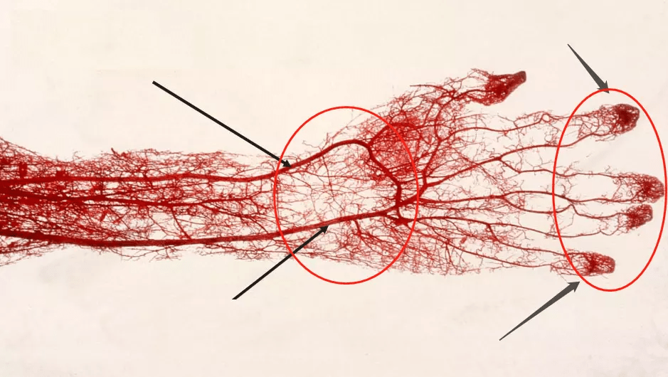 手上的动脉血管图图片