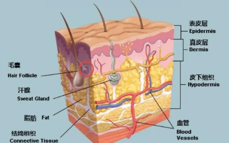 原创
            人体最诡异的器官，至今都无法解释原理，人的皮肤到底有多诡异？5