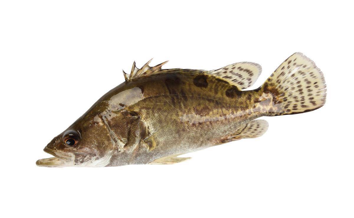 我国"四大名鱼"是指哪四种鱼?多数人只知道两种,你吃过几种?