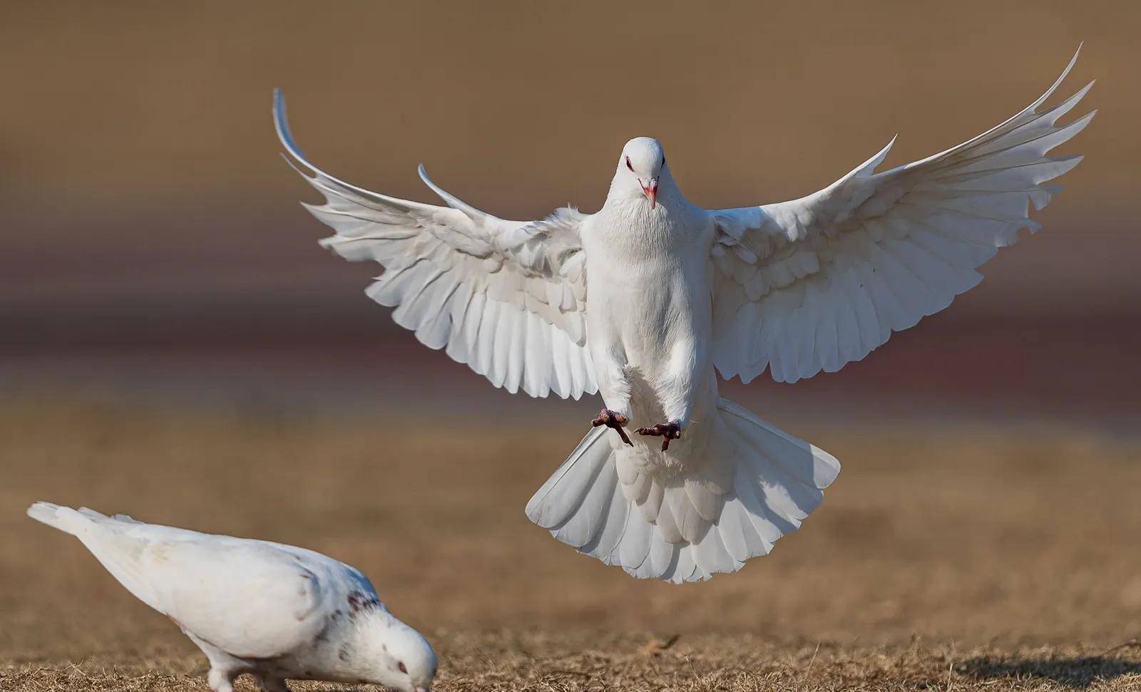 那是因为鸽子正处于发情期,这时候它的叫声比较洪亮.