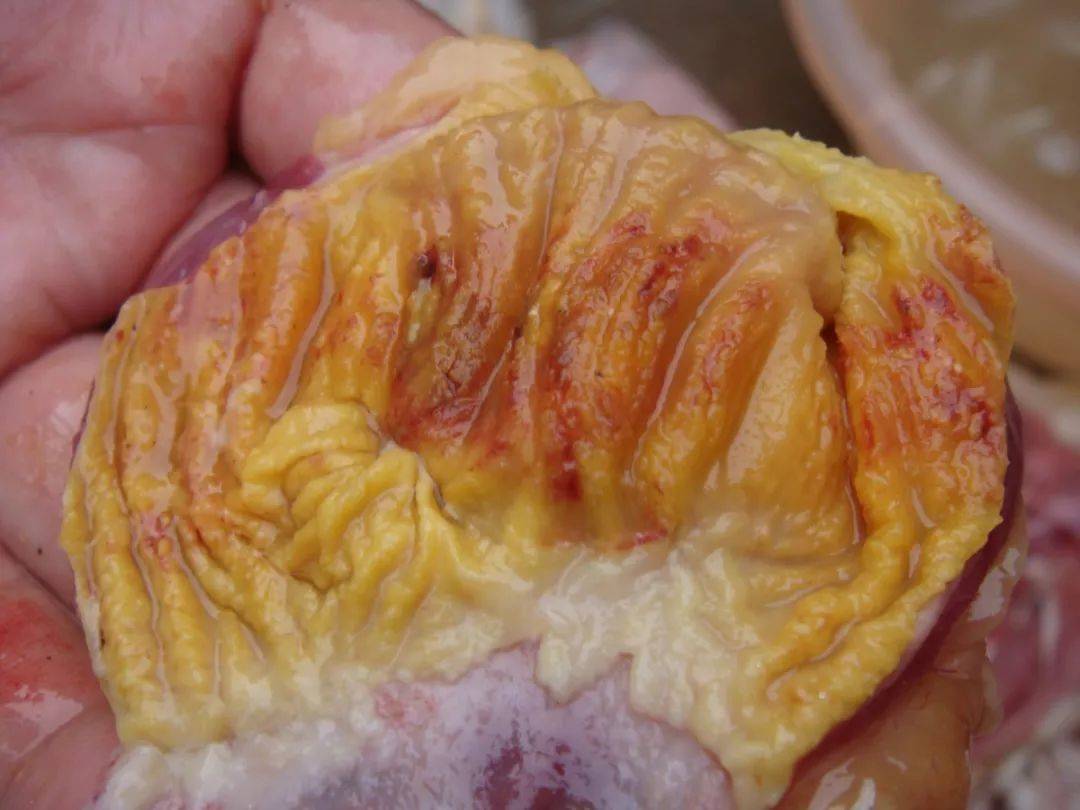 鸡肌胃,腺胃炎的病因及防制!_霉菌_毒素_严重