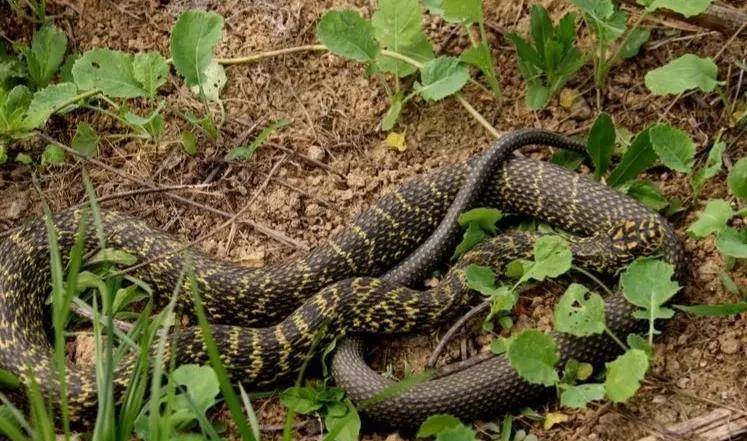 王锦蛇大战眼镜蛇五步蛇被菜花蛇缠住后,跑又跑不掉,毒又毒不死,只能