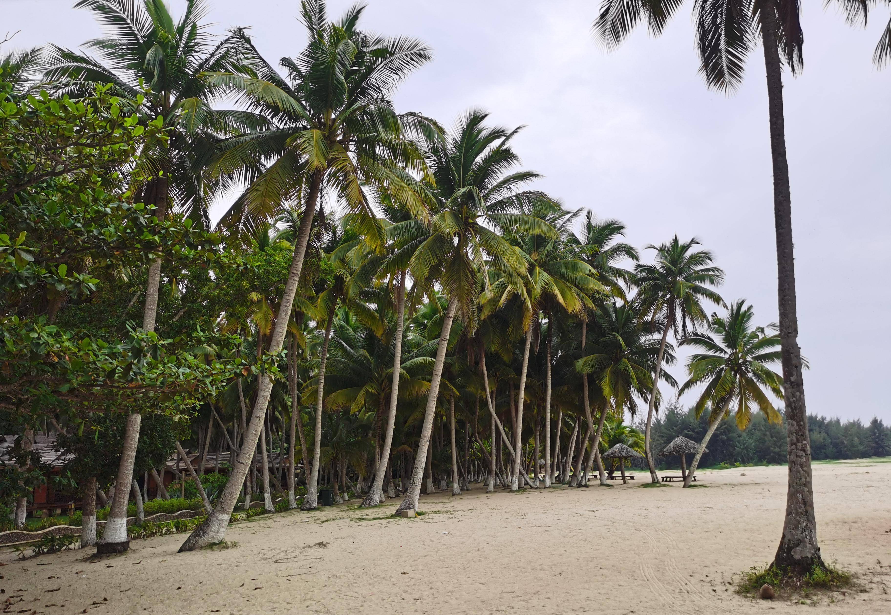 文昌椰子半海南,东郊椰林最风光,这里椰树成片椰姿百态