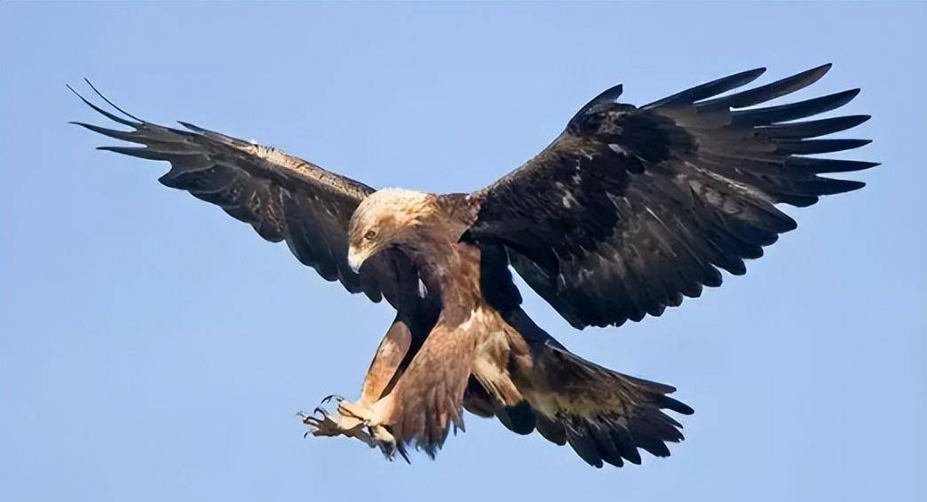 一只"金雕"追杀村民两年,真相暴露后,法院:村民将被判入刑_吴永田_那