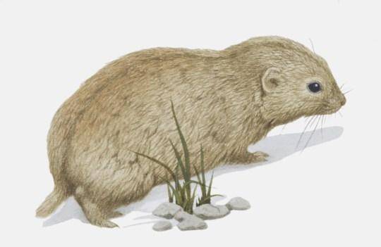 女学生发现41000年前的旅鼠