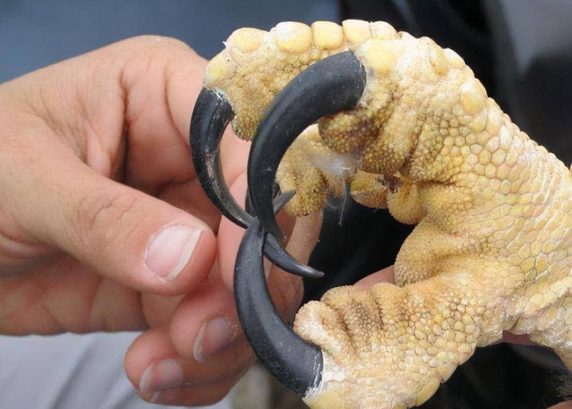 2012年东北一只金雕,连续攻击同一村民,查明真相后村