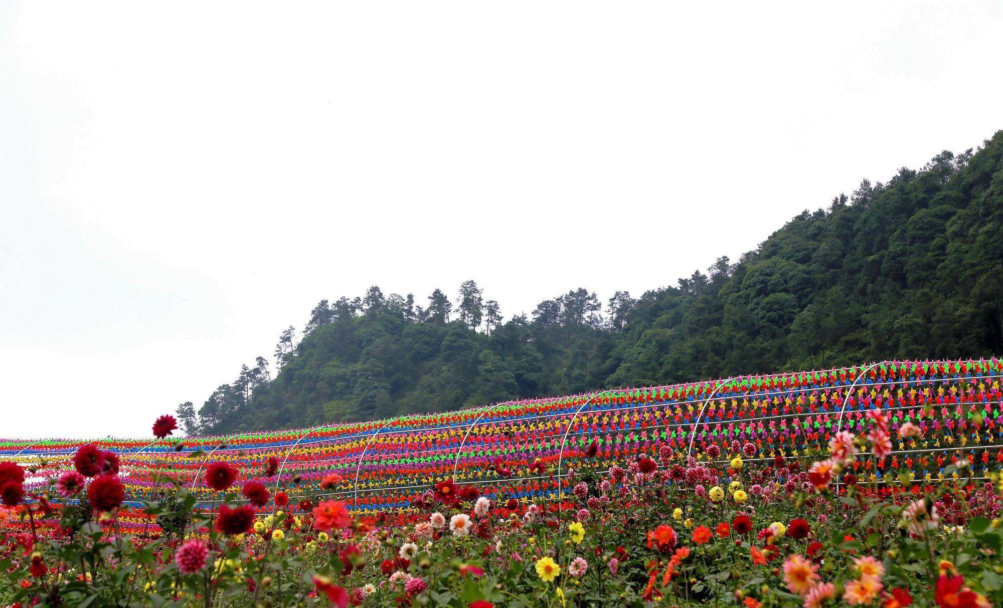 偶游四川五华山，误入桃花缘，88张图片，叫你挪不开你的眼