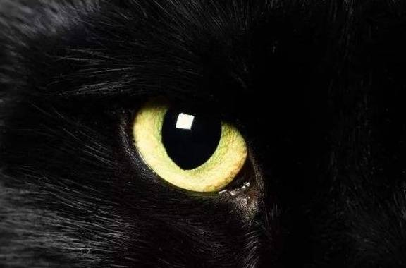 惊悚恐怖小说连载:黑猫惊宅,酒后杀了一只猫(一)_眼睛_动物_妻子