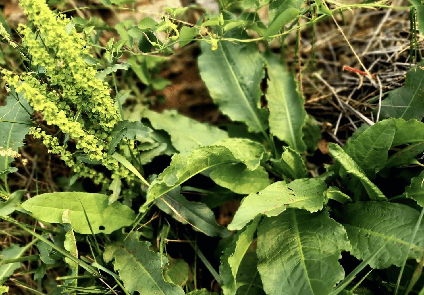 在农村沟边,有1种"山大黄"珍贵,挖出来有"黄金根",值钱_植物_叶片_农