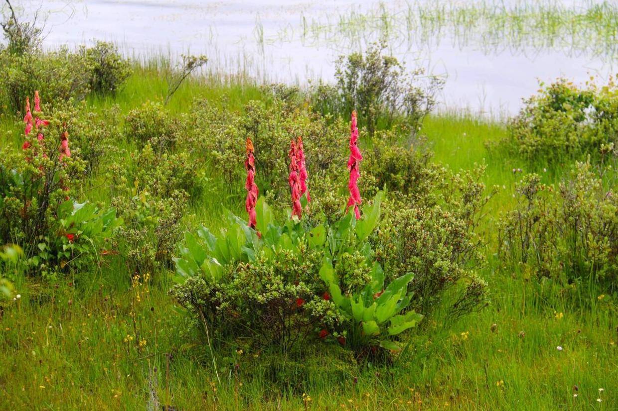 普达措国家公园植物图片