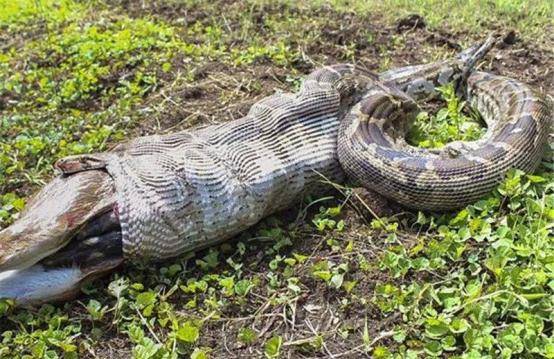 若被蟒蛇吞下,携带锋利的刀能顺利从蛇腹中逃出来吗?_发展_科技_国家