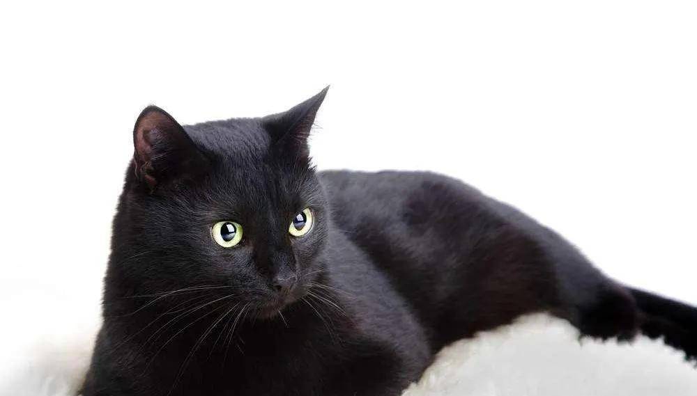 这样的猫咪叫"衔蝶";若是尾巴尖尖带点白色,就叫"墨玉垂珠";而整个