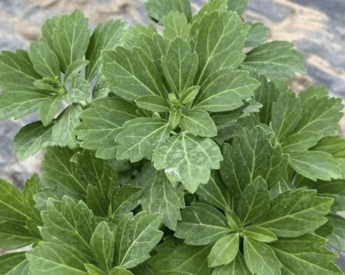 农地边挖1种"转筋草",种在花盆里变盆栽,净化空气,还镇宅_植物_植株