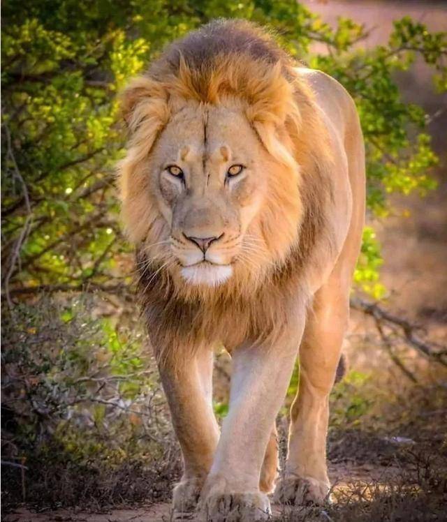 天选之子:杰克雄狮,担负改良狮群基因的艰巨任务,却至今单身