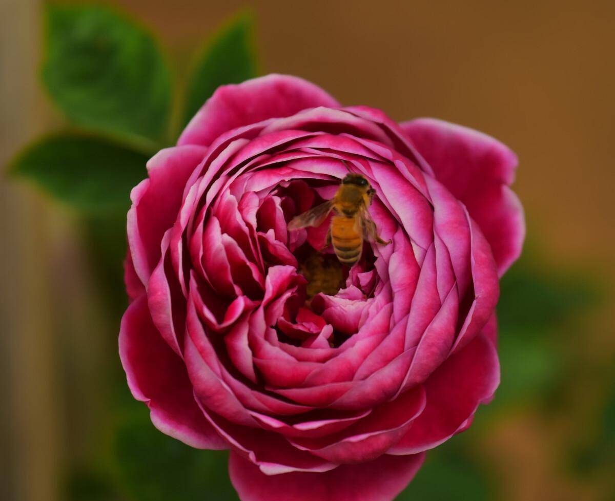 日本玛丽月季,想拥有它独一无二的美,嫁接,修剪,施肥都很重要_夏天