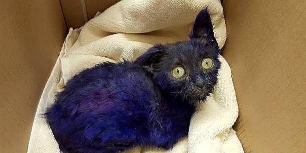 黑猫外出散步一圈,回家变成"毒液"猫:走一路淌一路"黑水"_猫咪_物质