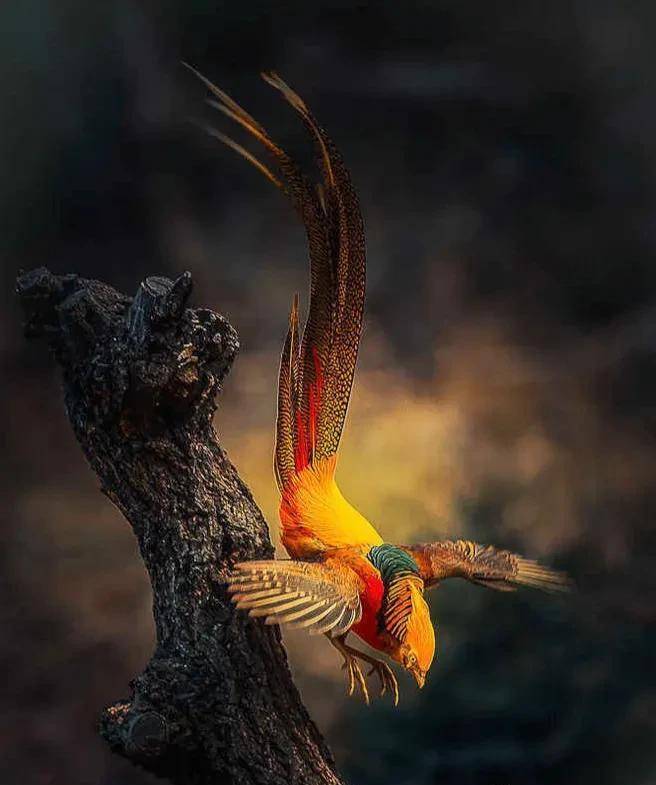 其实红腹锦属于鸟纲,在民间也有"金鸡"和"火凤凰"之称,而古代人们对