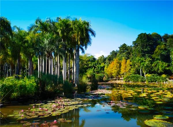 千屹app——多彩云南的西双版纳_热带雨林_民族_植物