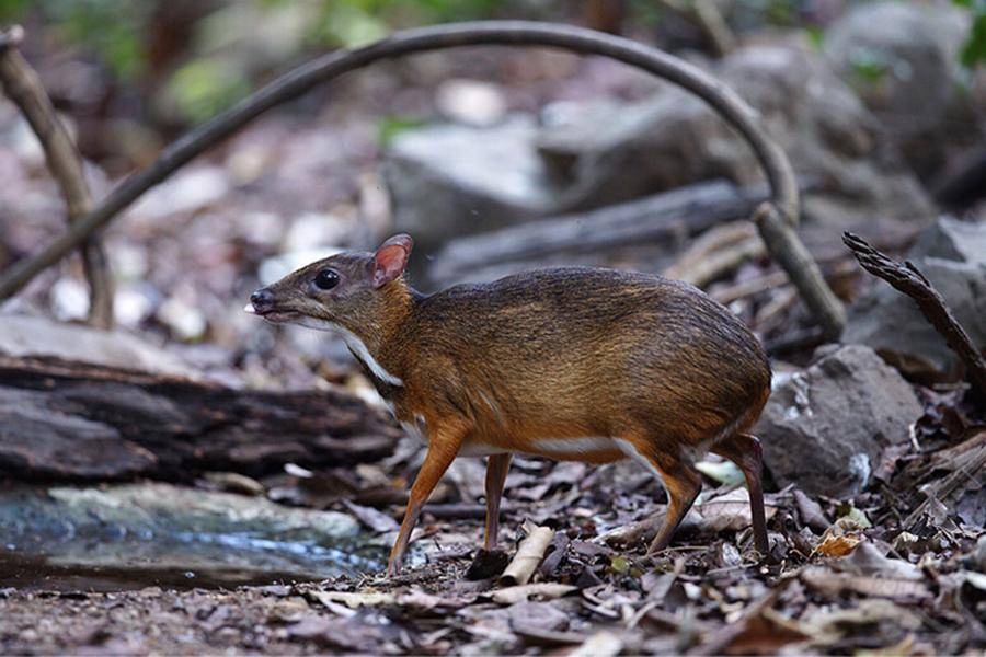 小鼷鹿:比兔子还小,下了水就不会动,云南为它修建专用大桥_动物_体型