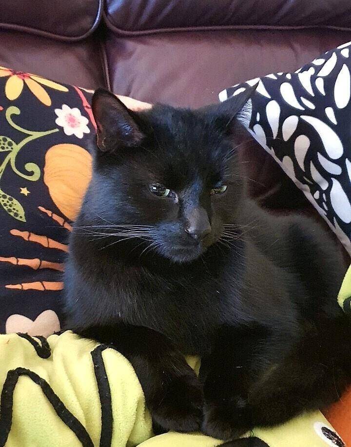 黑猫外出散步一圈,回家变成"毒液"猫:走一路淌一路"黑水"_猫咪_物质